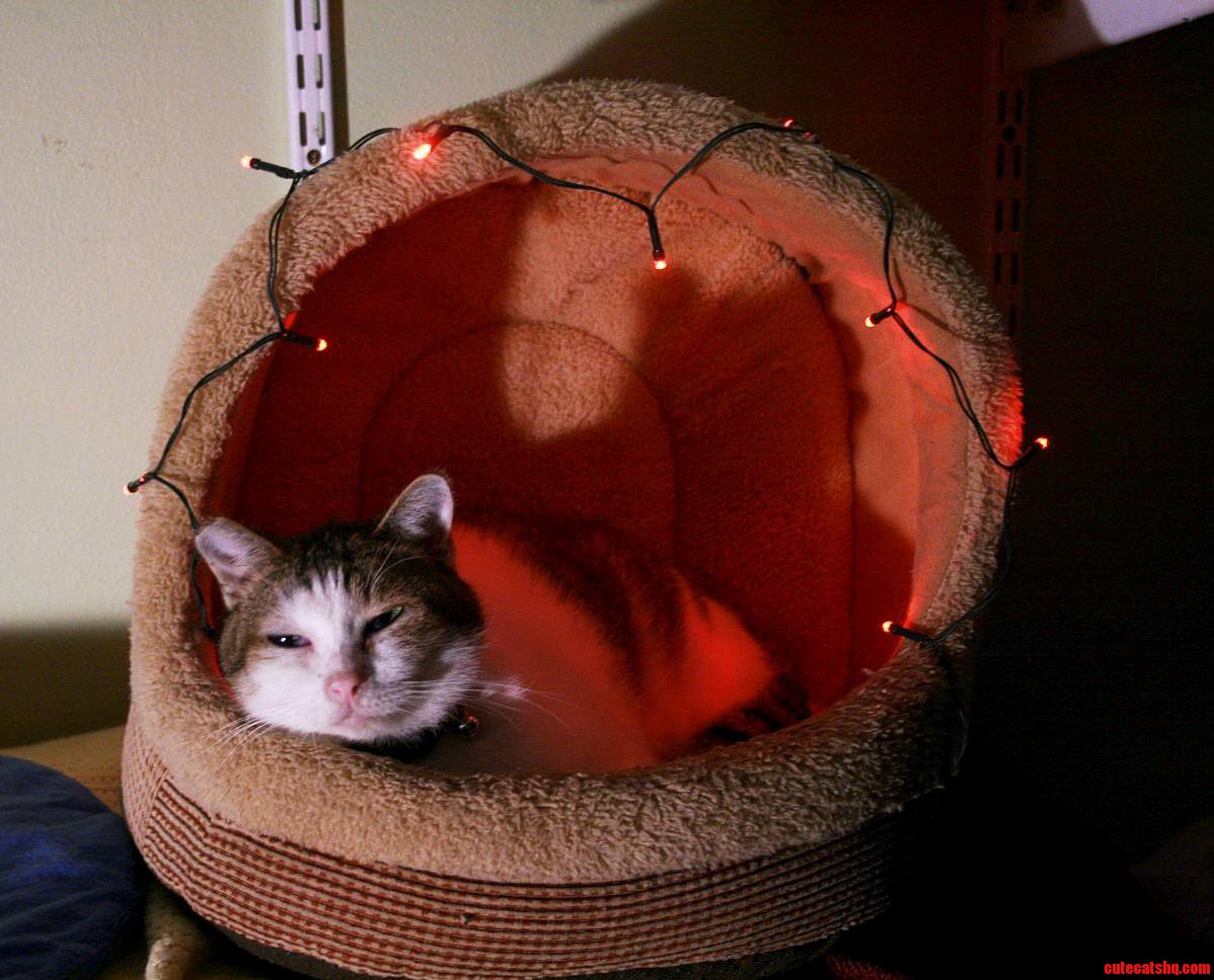 I Lit Up My Cats Bed for Christmas. Hes Relatively Nonplussed.