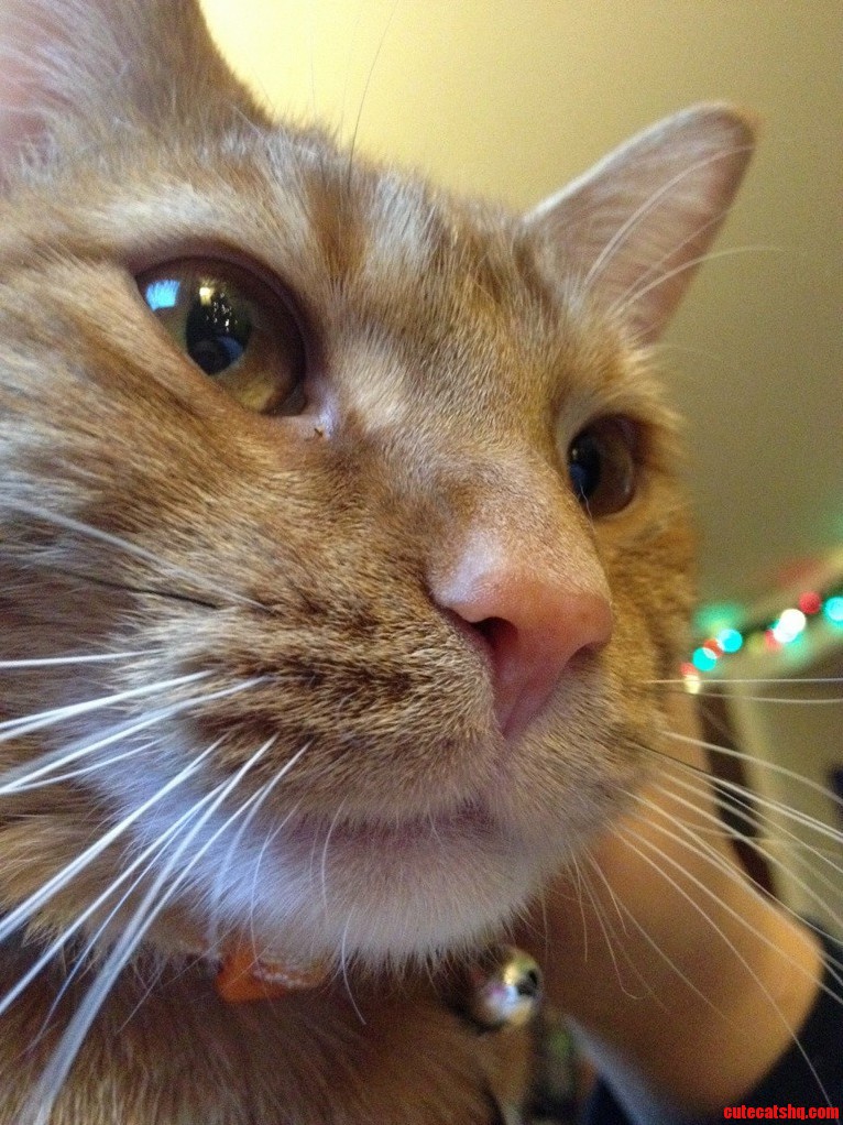 I Love My Cat