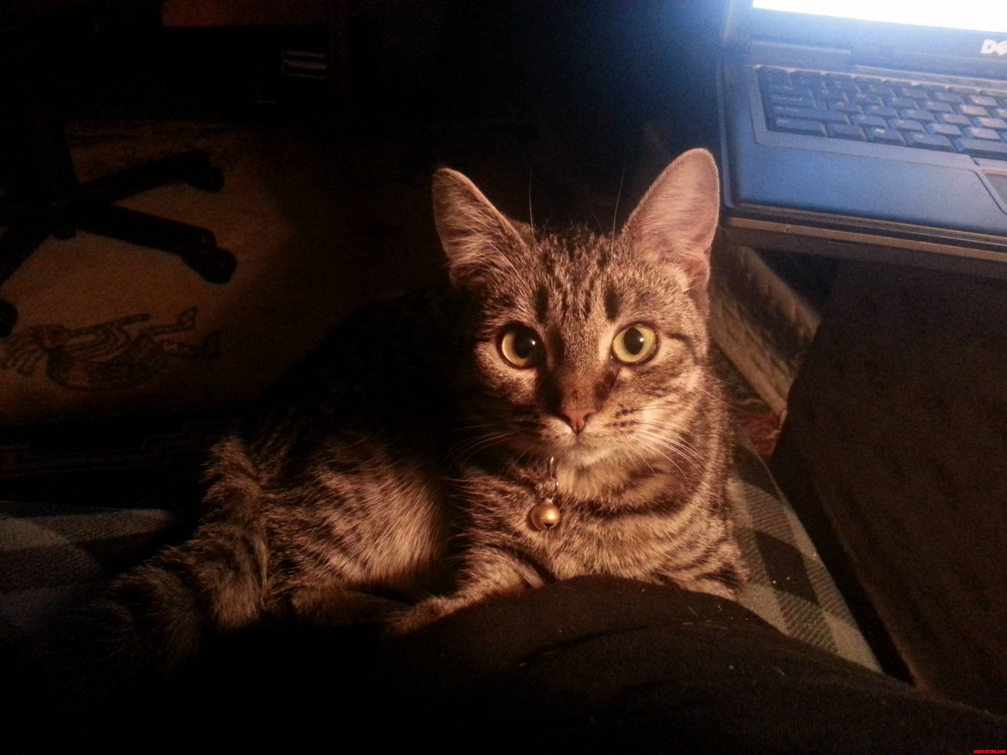 I Love That She Wants to Cuddle but She Has the Worst Cat Farts Ever.