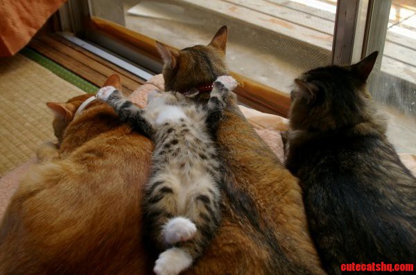 I Pity the Cats Who Have to Make Do with a Store Bought Bed
