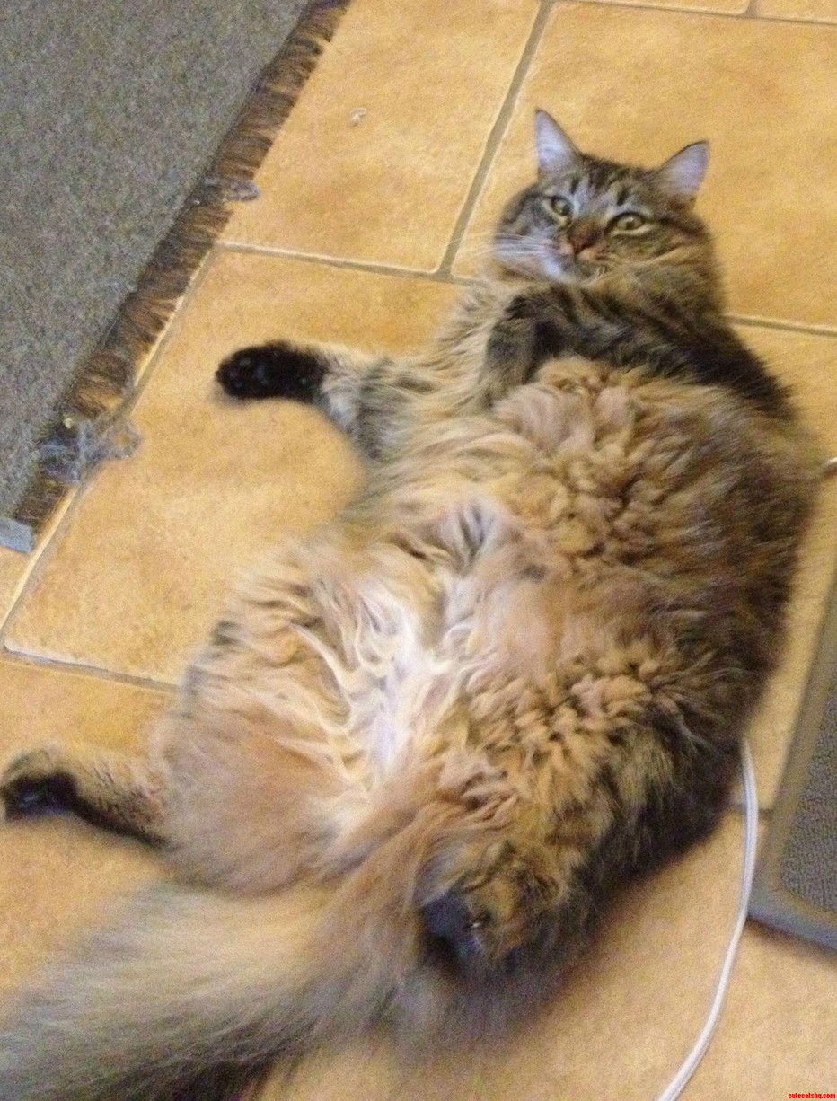 I Present the Most Unflattering Pic of My Cat Lyla