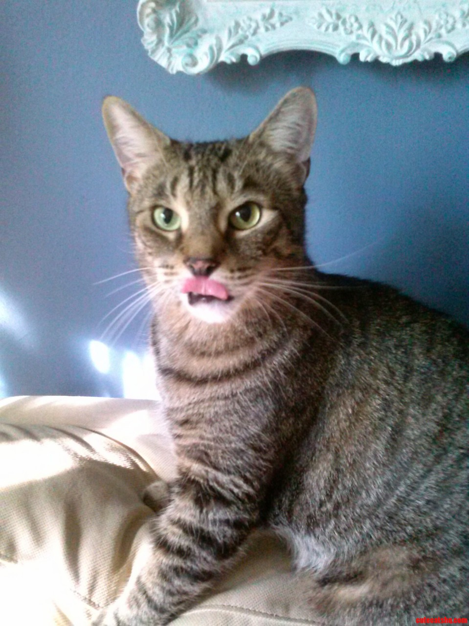 I Present to You My Grumpy-pants Scratchy Kiss-giver