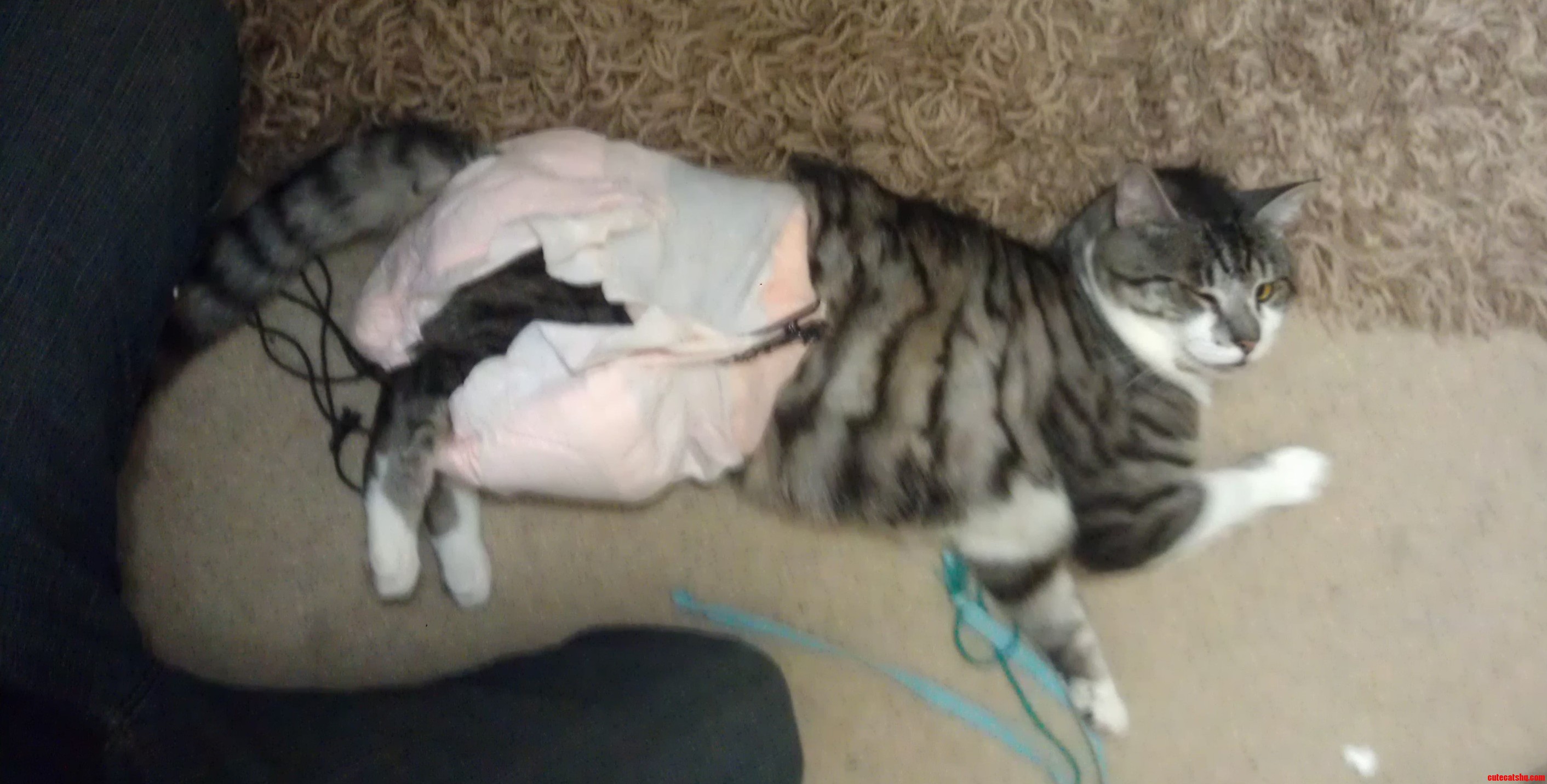 I Put a Diaper on My Cat and He Winked at Me. We Totally Had a Moment.