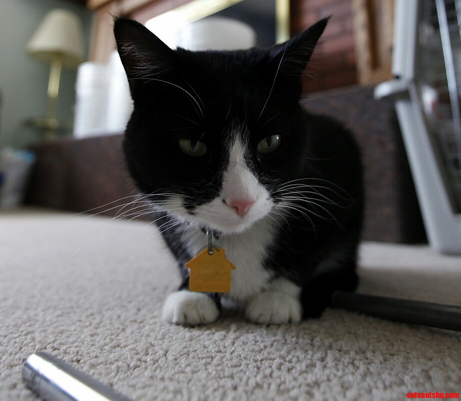I Suspect My Cat Is Planning on Killing Me