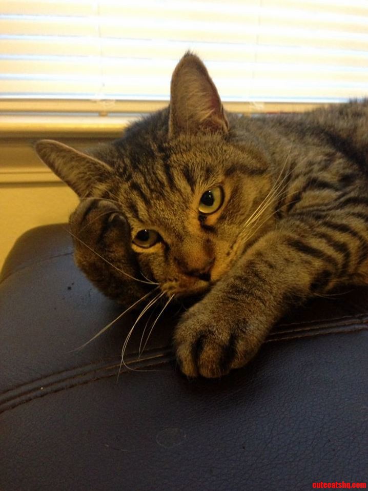 I Think Gus Knows Hes Going to the Kitty Hotel...