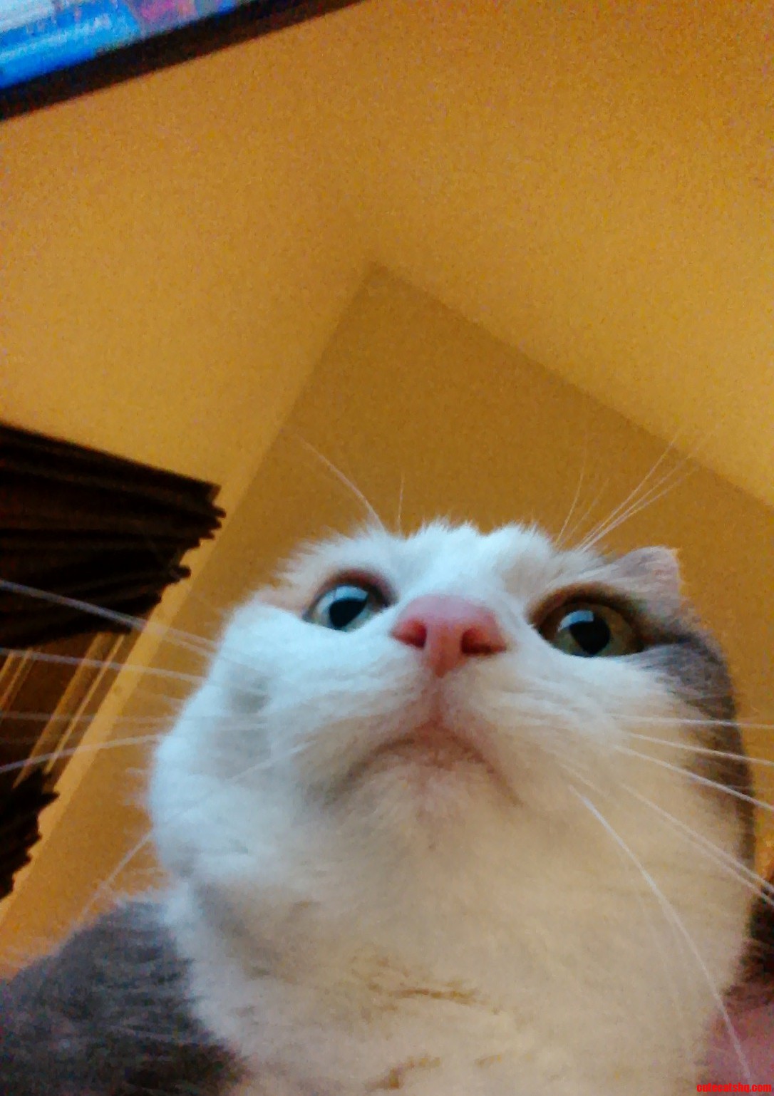 I Think My Cat Has Seen the Future