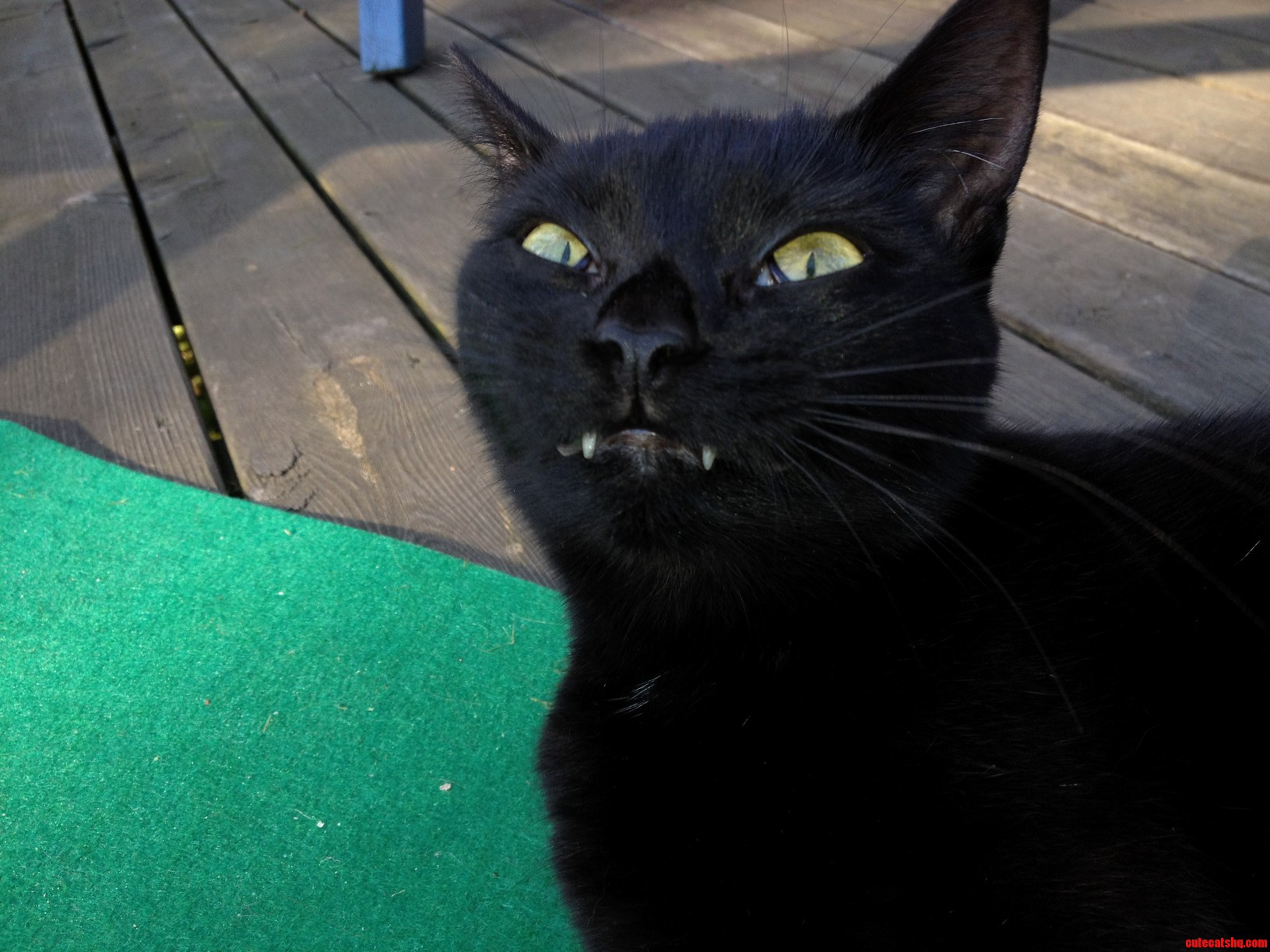 I Think My Cat Might Be Planning Something Evil...
