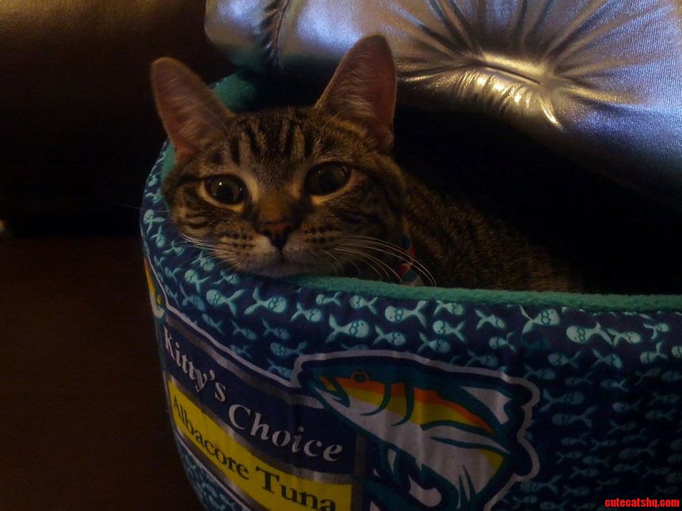 I Think That Catnip Gave Lunchbox Flashbacks from Nam.