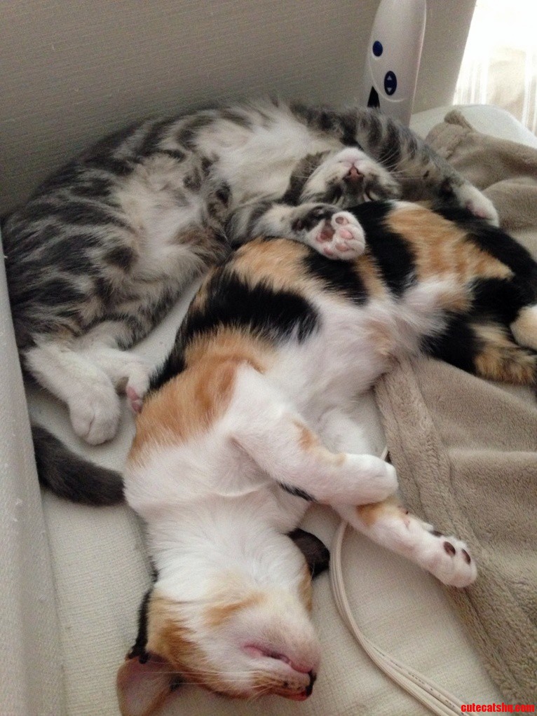 I Think They Like Electric Blanket.