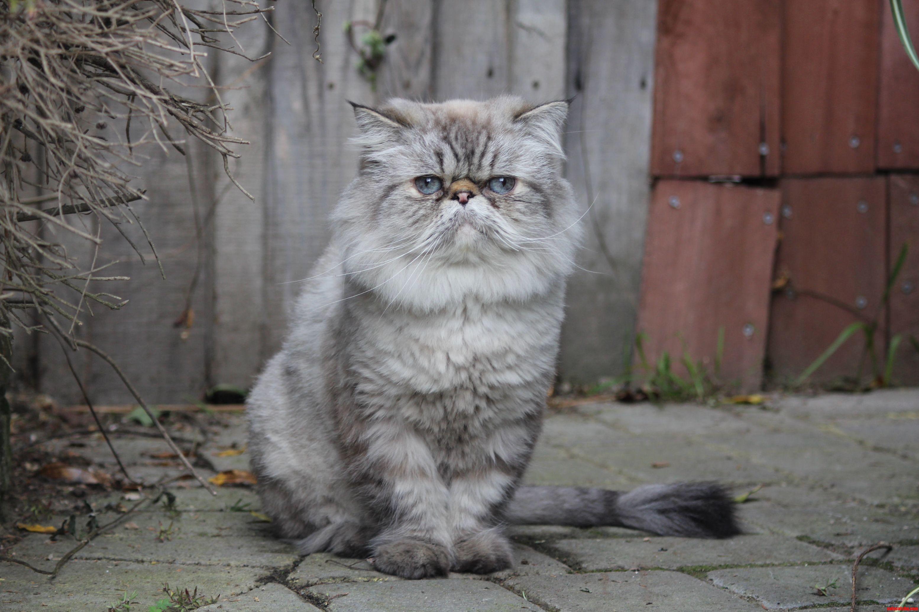 I Told a Friend I Would Take a Picture of Her Cat. He Certainly Has Presence.