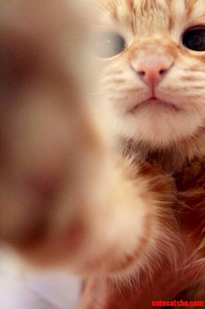 I Tried to Take a Picture of My Friends Kitten I Got This