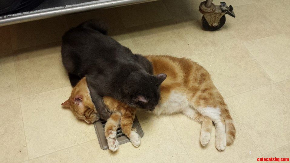 I Volunteer at a Free-roaming Cat Shelter. This Is What Happens Every Year When It Gets Cold.