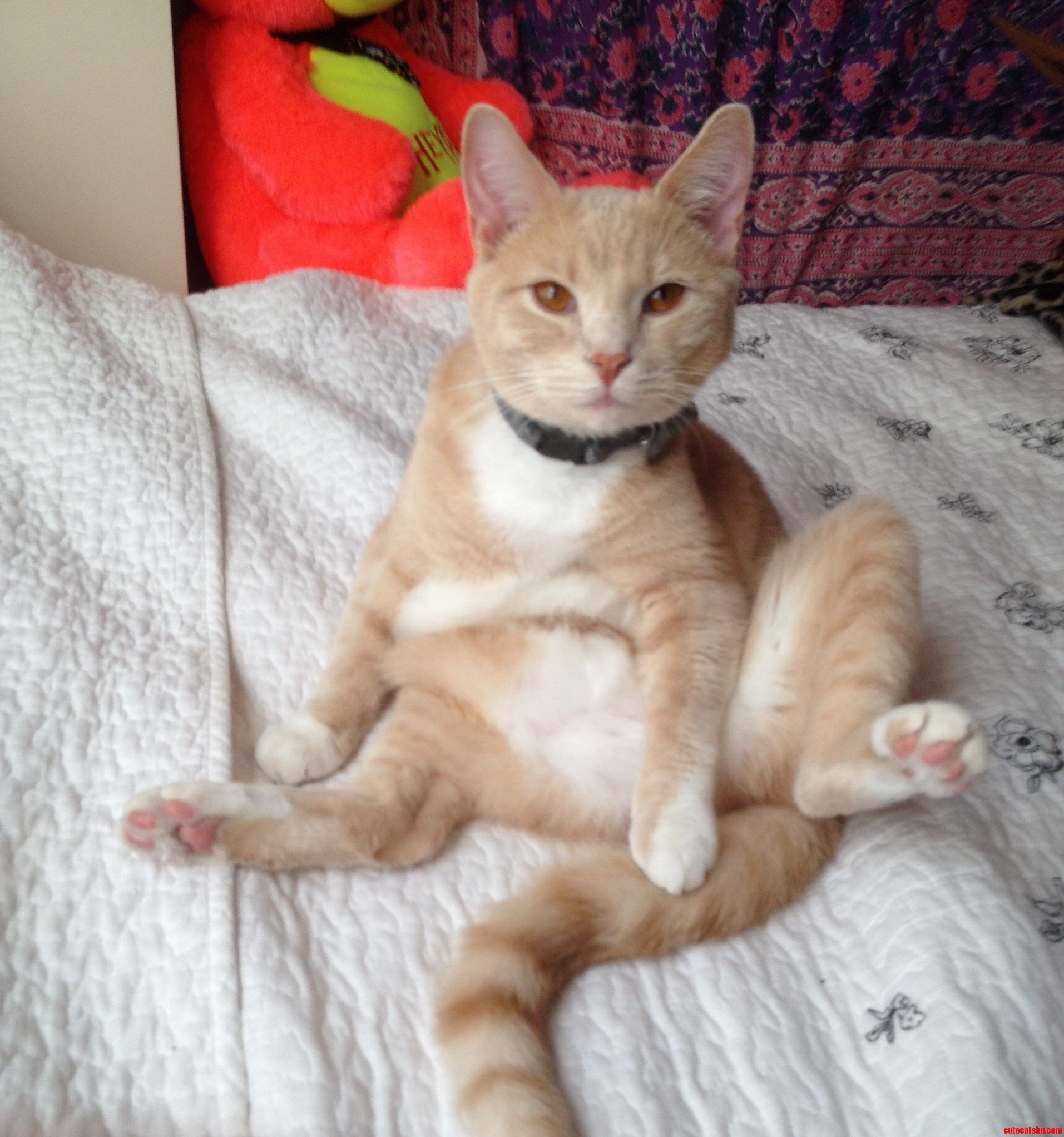 I Walked in My Room and Oli Was Sitting Like This