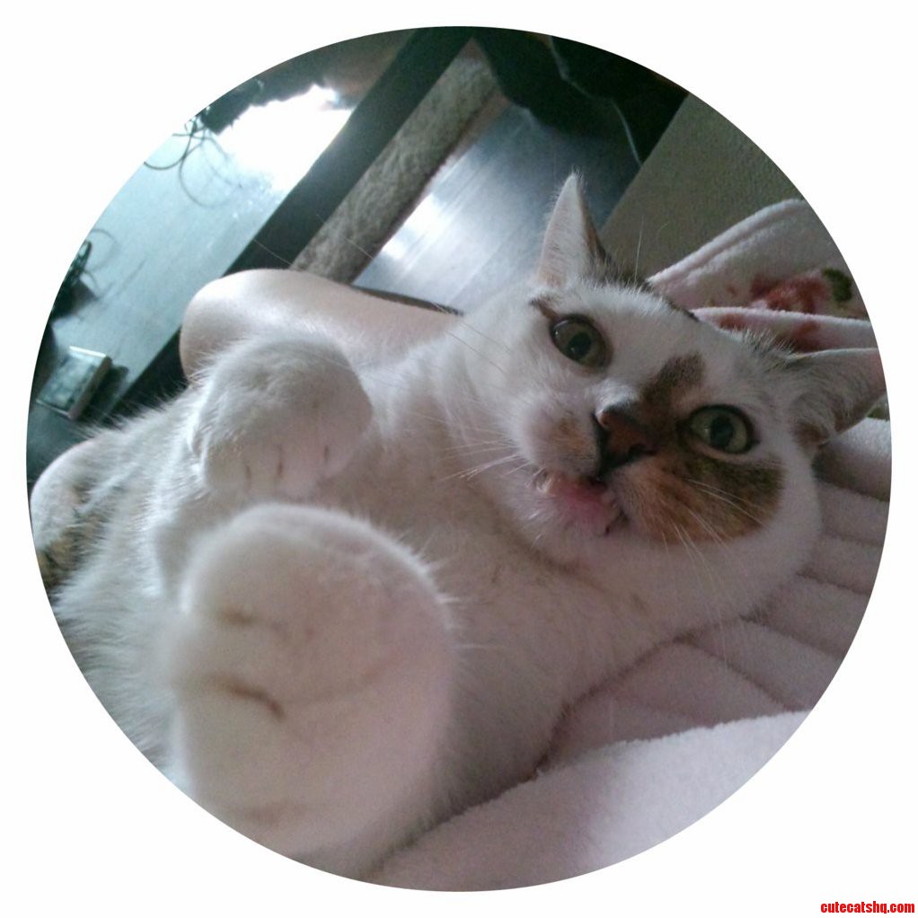 I Was Hugging My Cat Until He Froze and Started to Look Like This.