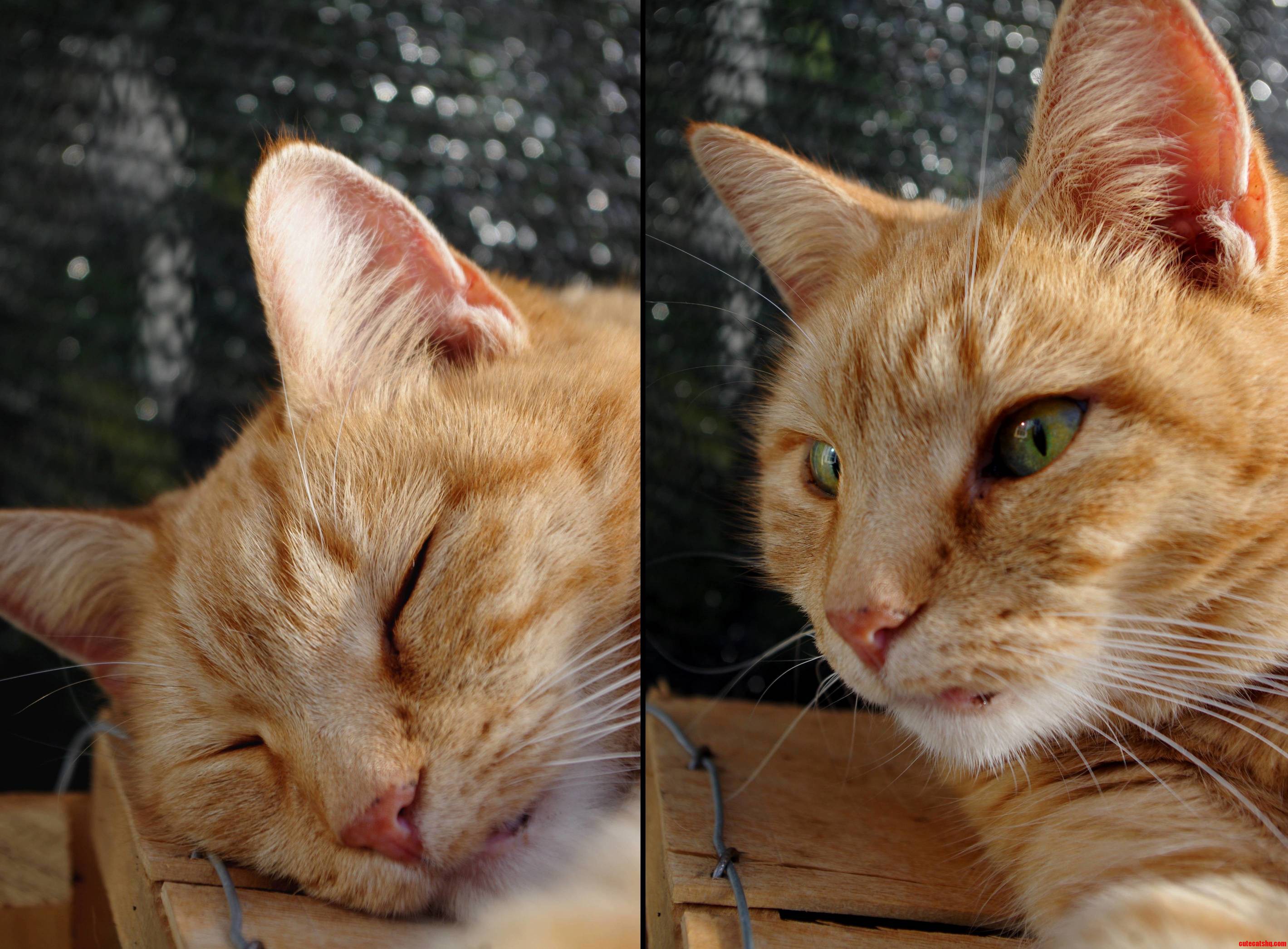 I Went to a Greenhouse Last Weekend and Met This Guy Sleeping on the Job. Hes Lucky Hes Cute