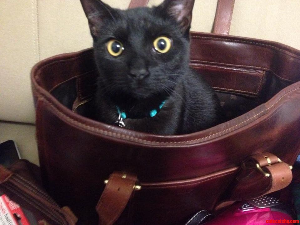 I Went to My Purse to Grab My Wallet and Found This Instead.