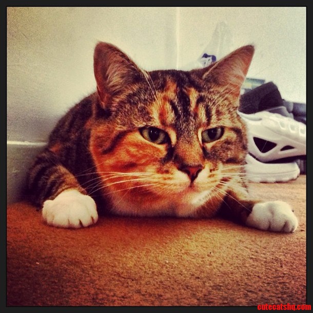 If Cats Cant Frown Then Why Does My Cat Look Grumpy