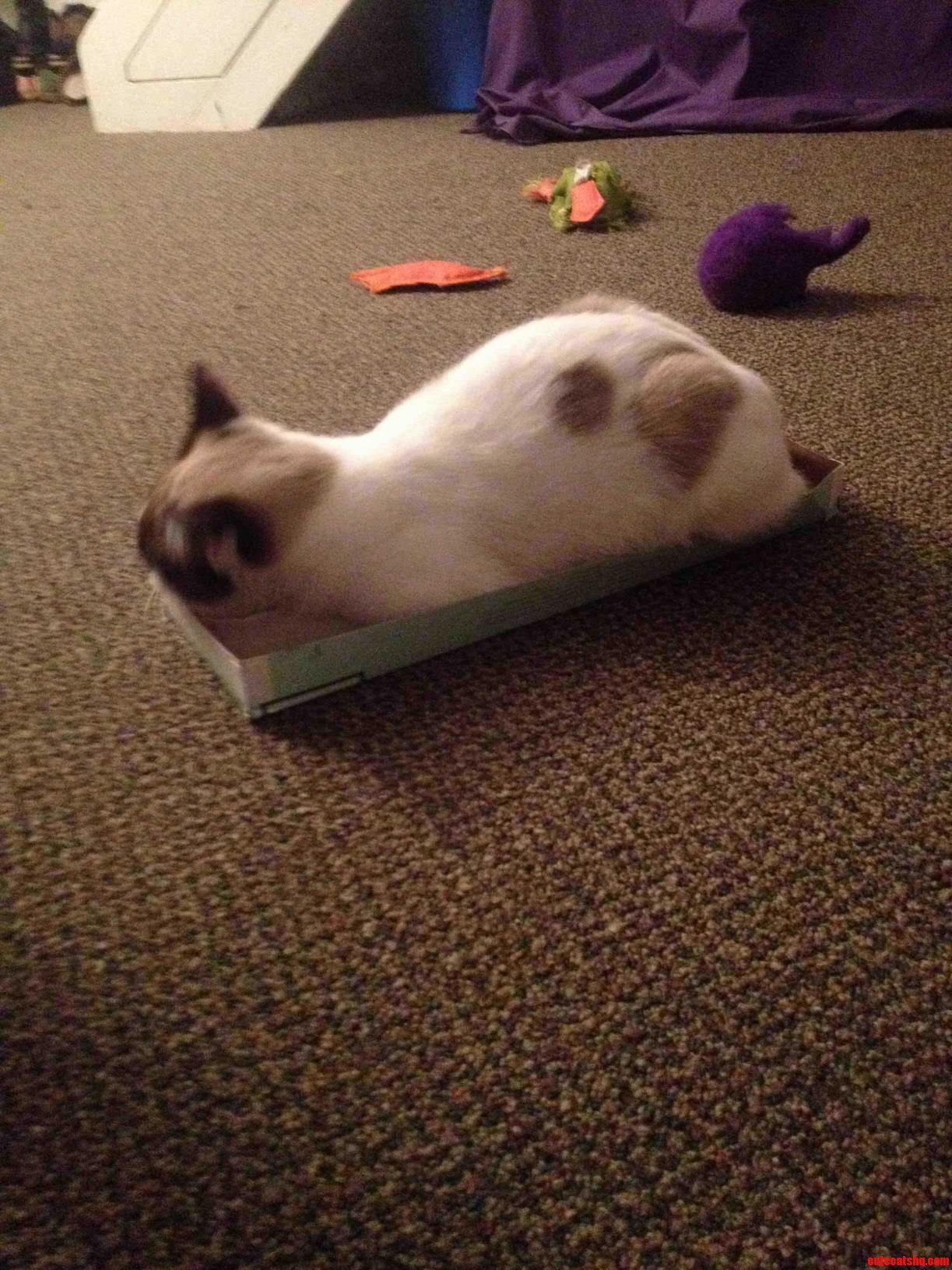 If I Fits I Sits and Nap.