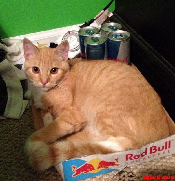 If I Fits I Sits. My Cat Has Good Taste.