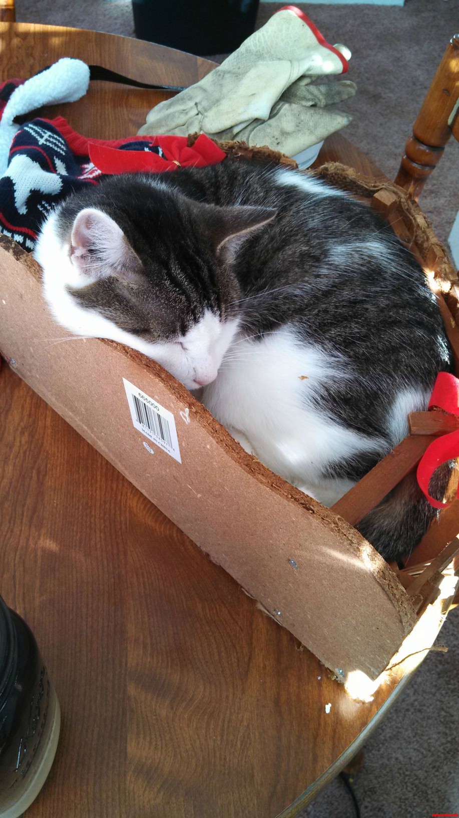 If I Fits I Sits...in the Stable