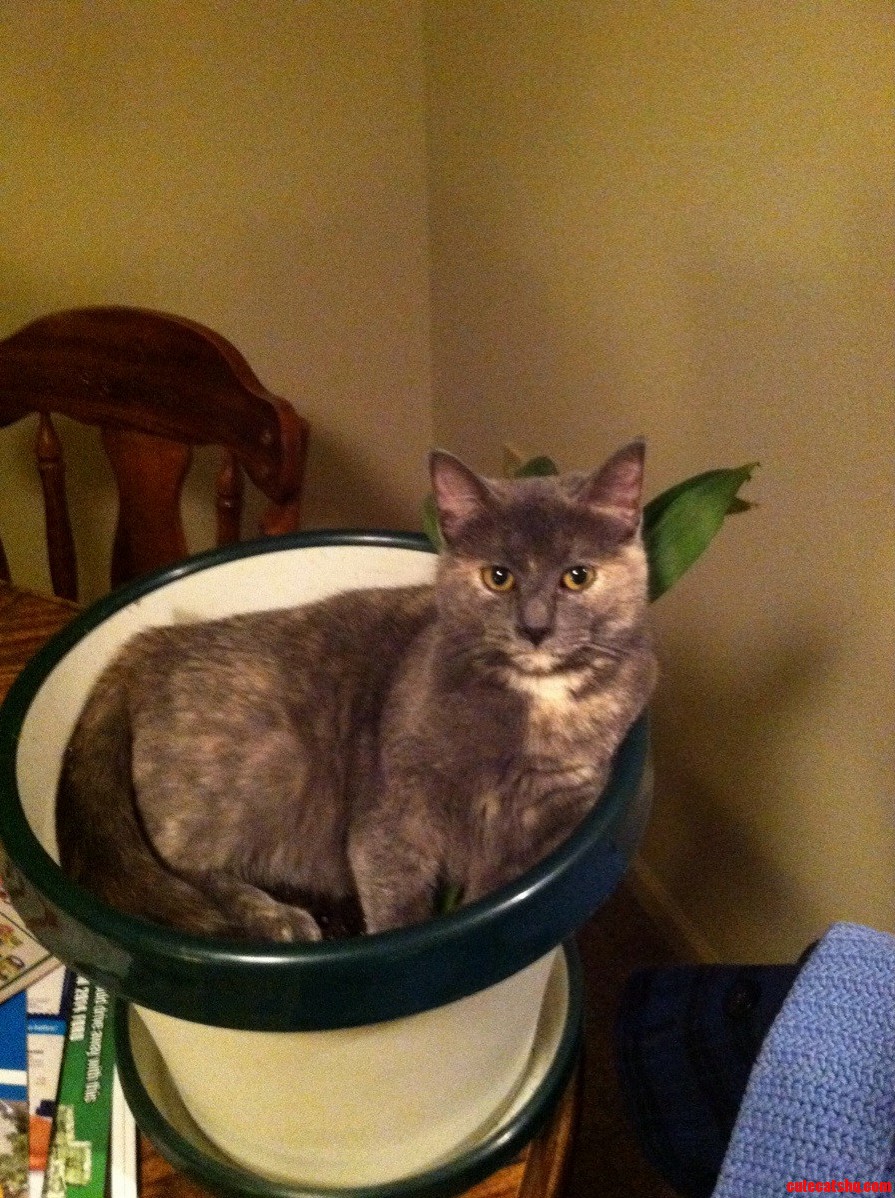 If I Fits I Sits.