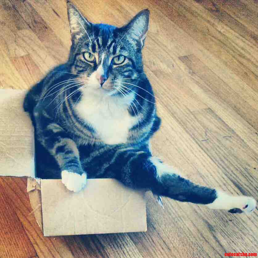 If I Fits I Sits