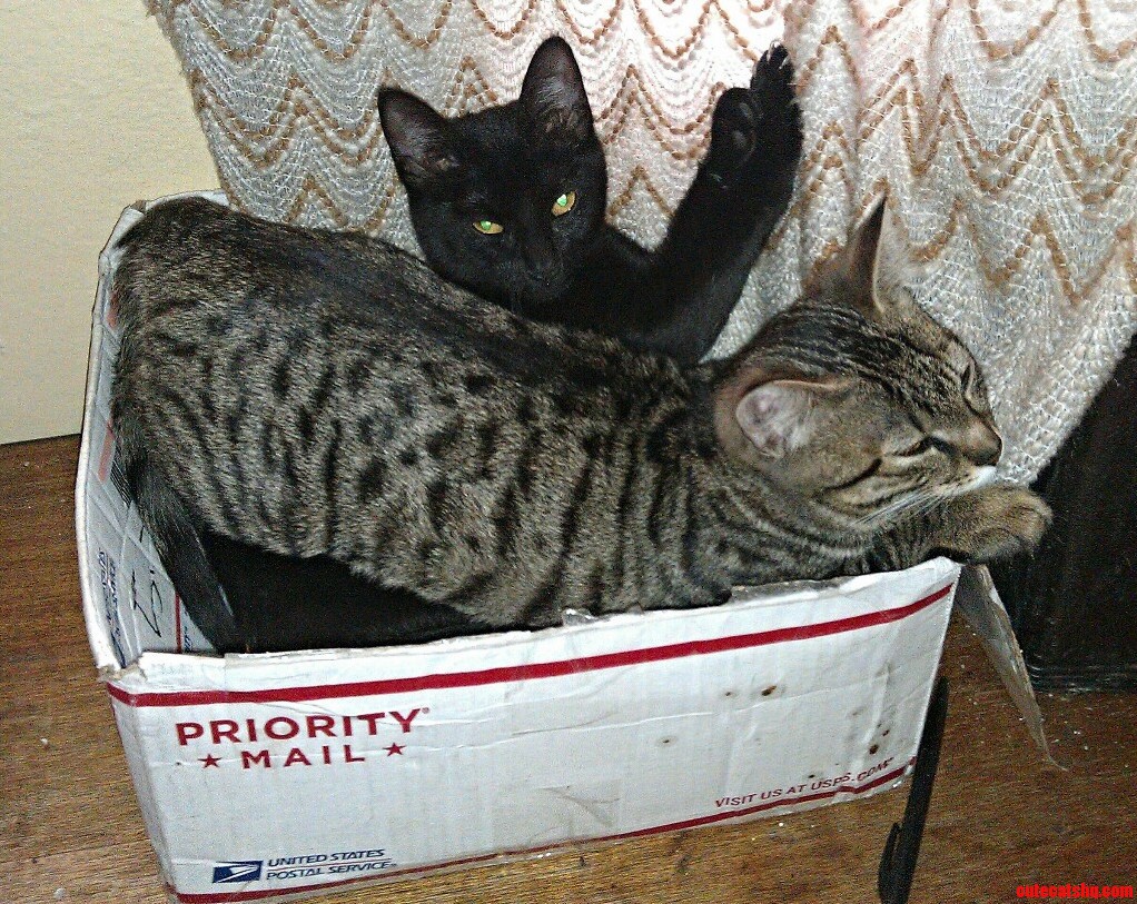 If It Fits I Sits