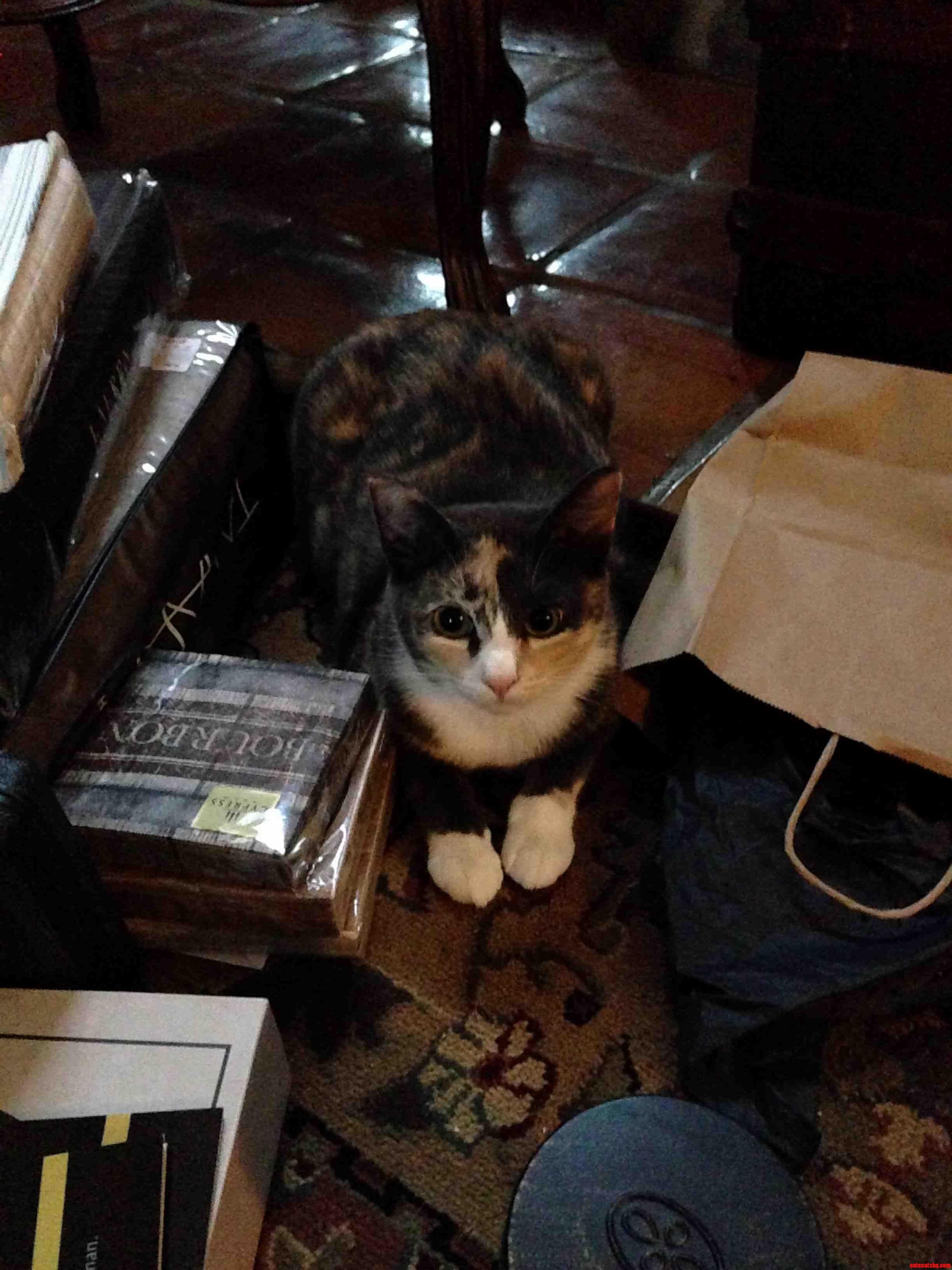 If You Had to Guess Which Breed Is My Sweet Merkin the Calico Pussycat