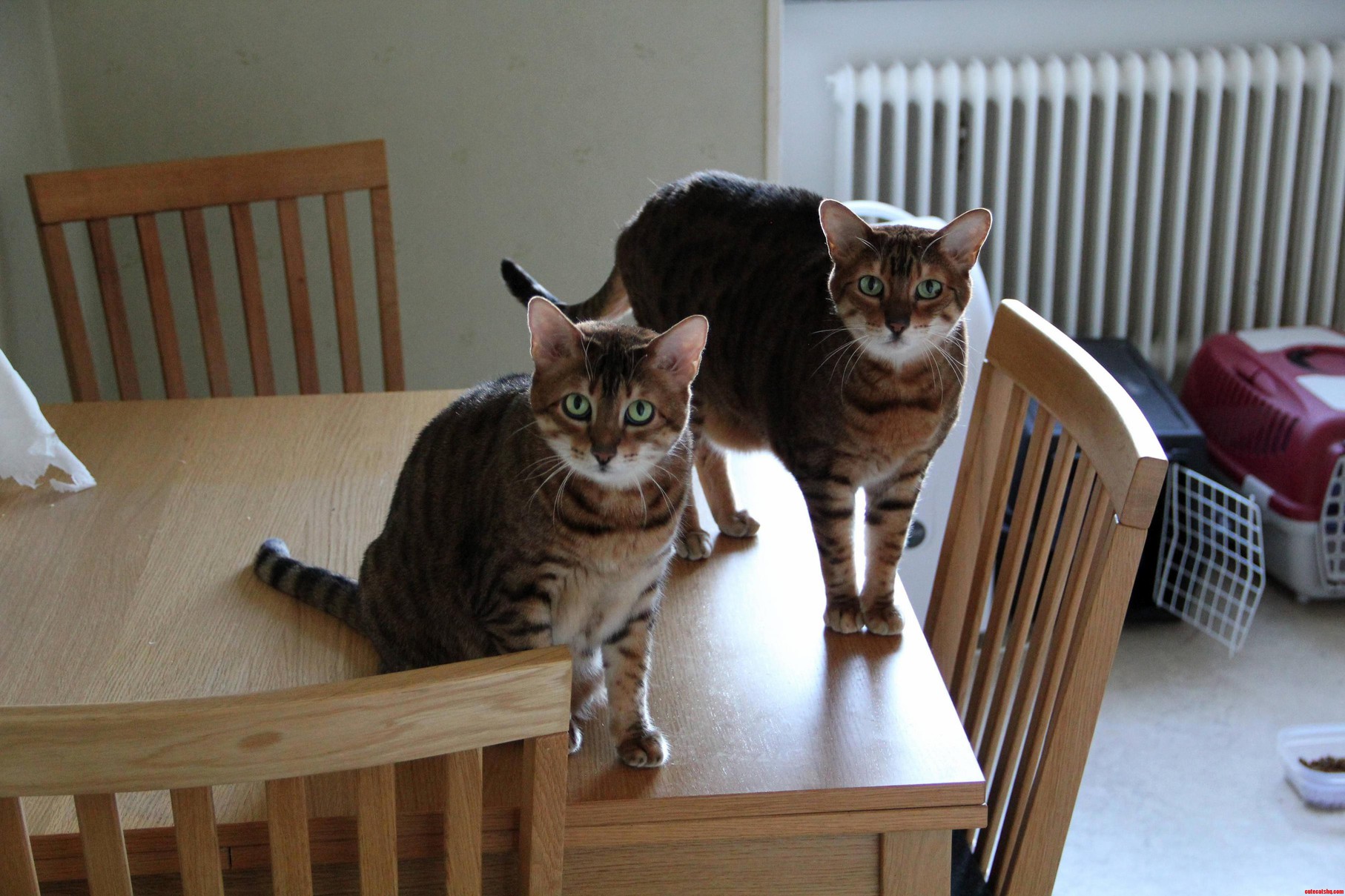 Im Catsitting These Little Monsters Over the Weekend Bengals