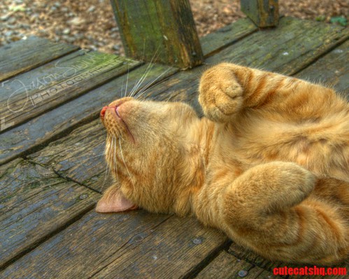 Im Going to Take a Nap. If Anyone Needs Me... Well Just Dont Bother.