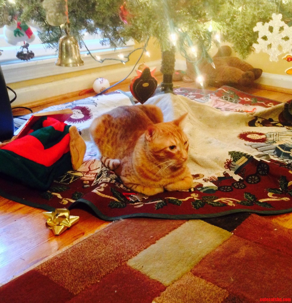 Im Not Good with Titles. Heres a Cat Under Tree. Merry Christmas.