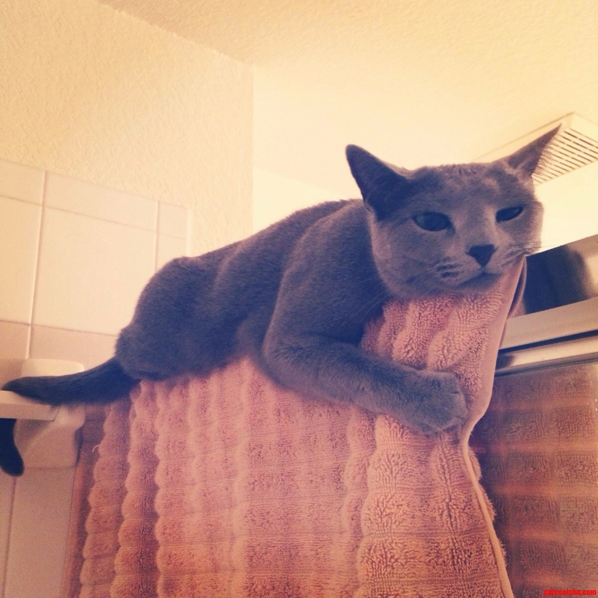Im Ready to Watch You Shower Human.