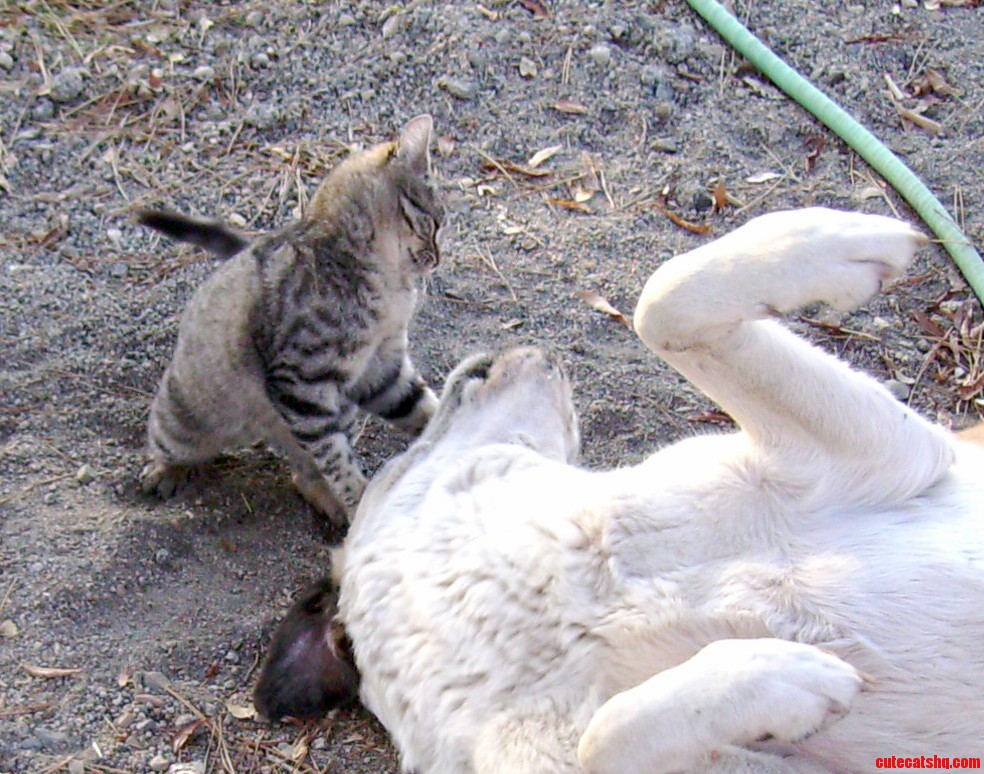 Im the Biggest Kitty in the World
