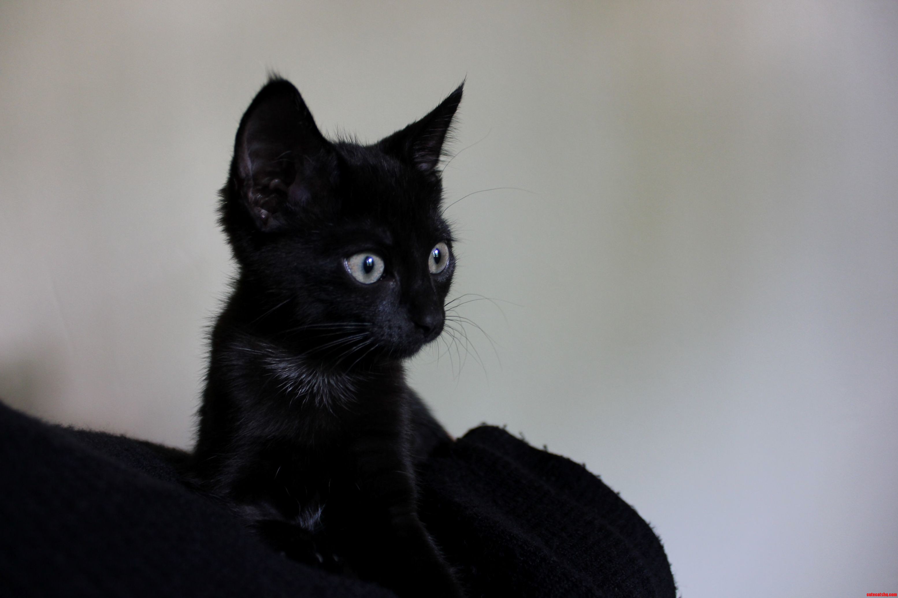 Impossibly Cute