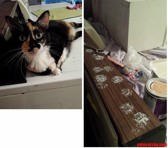 In Hindsight I Shouldnt Put the Paint Tray on Her Favorite Spot.