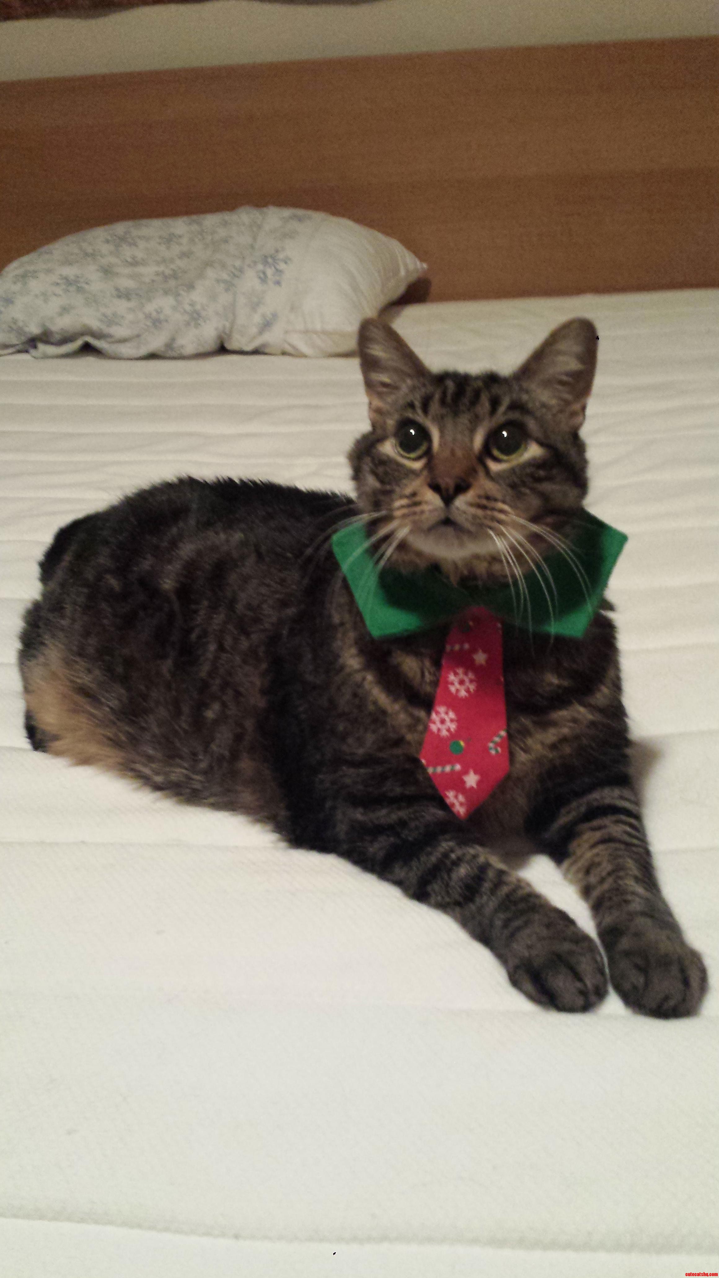 In the Christmas Spirit