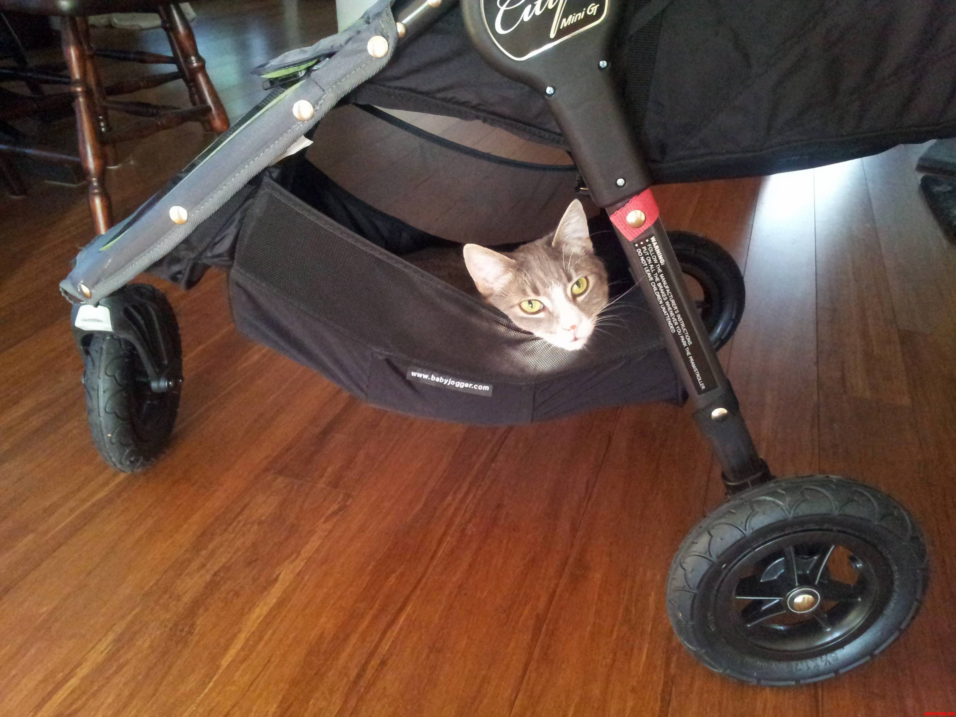 Inara Has Decided That the Babys Pram Basket Is the Perfect Place for a Nap.
