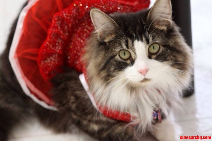 Is There Such Thing As a Cat Modeling Agency Because Frank Looks Really Good in a Dress...