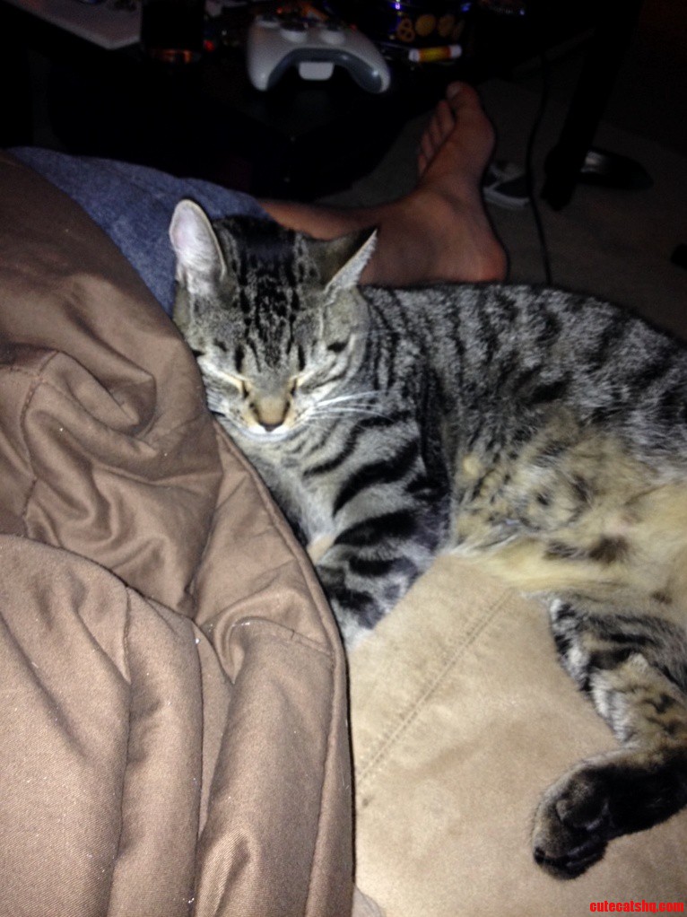 It Took 8 Months but My Girlfriends Cat Finally Trusts Me.