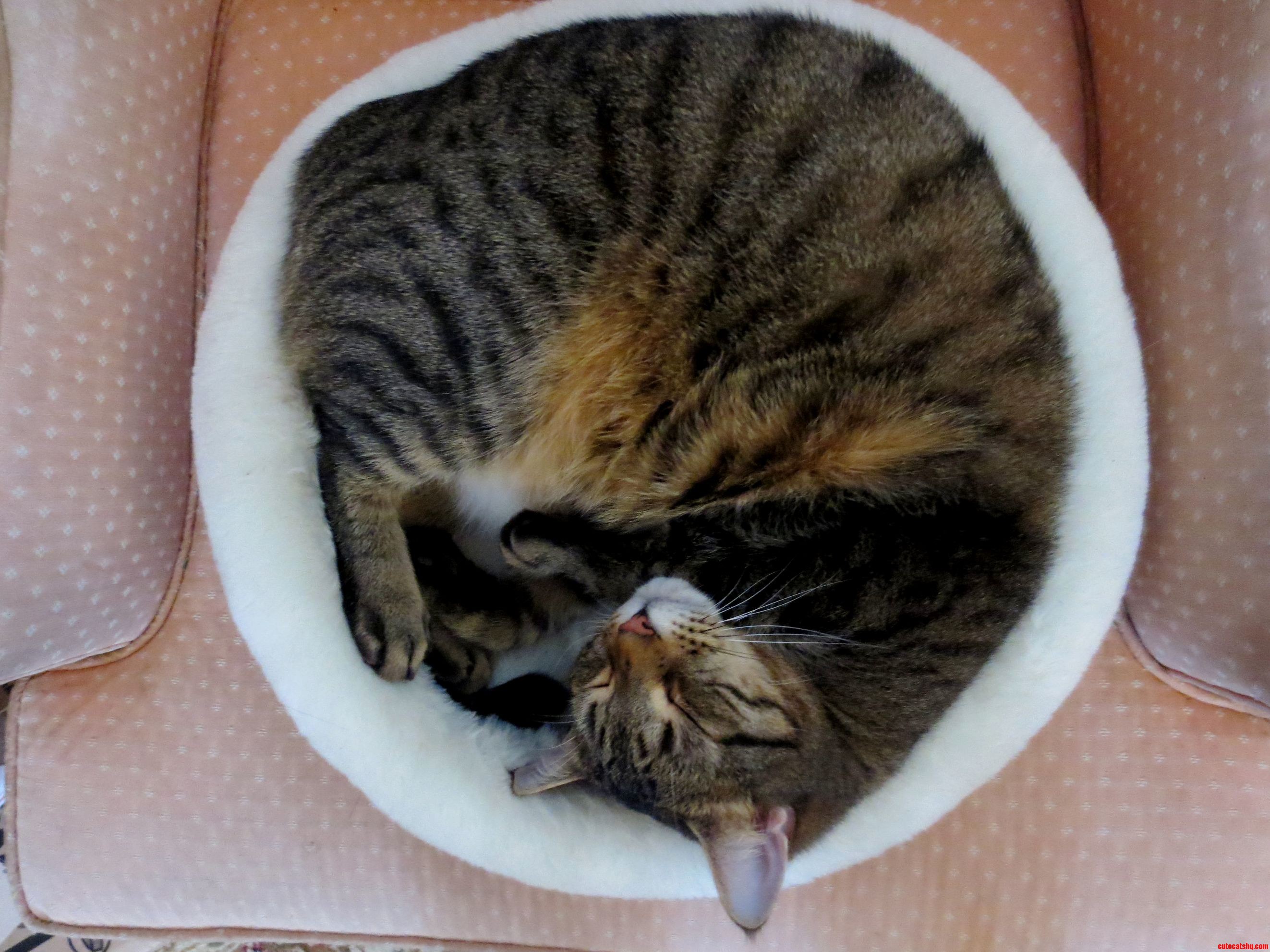 Its Cold So My Cat Turned Into a Circle . . .