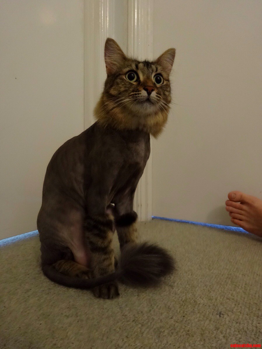 Its Hot in Brisbane Right Now My Friend Decided She Should Get Her Cat Shaved for the Summer...