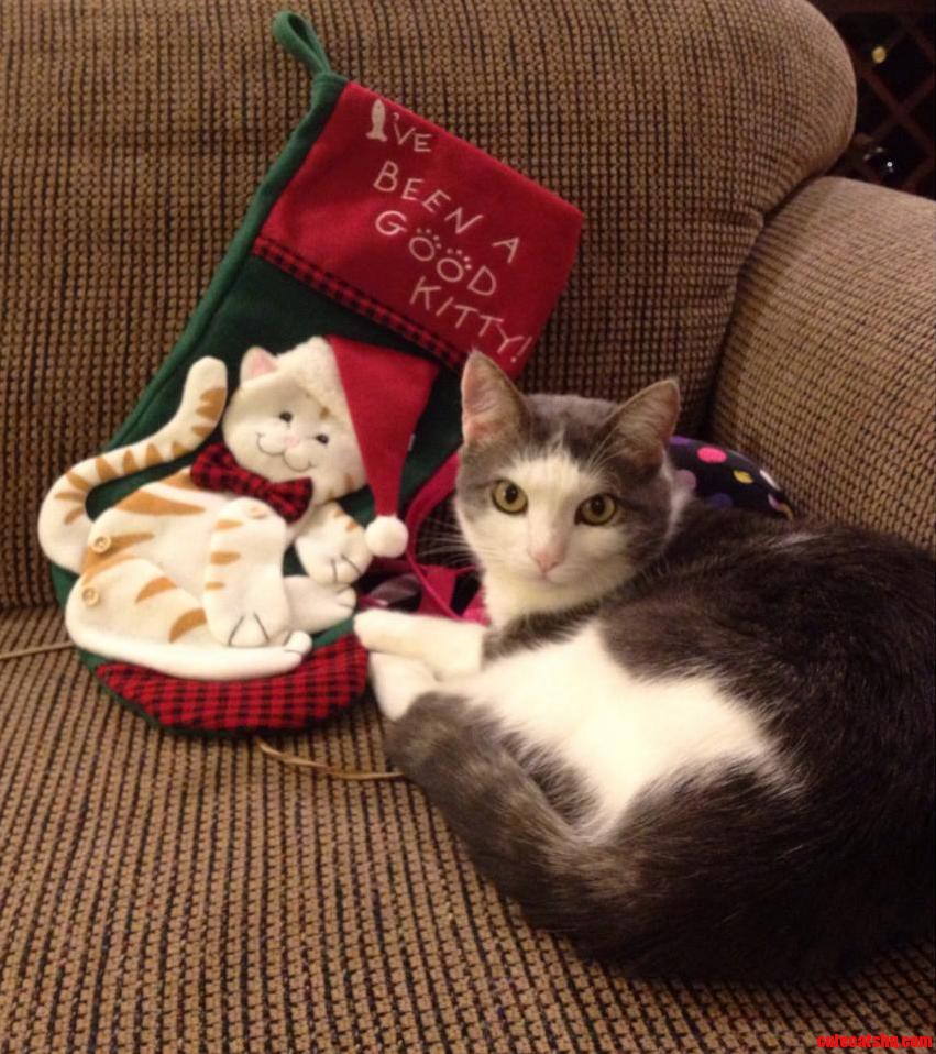 Itty Got His Own Stocking for Christmas This Year