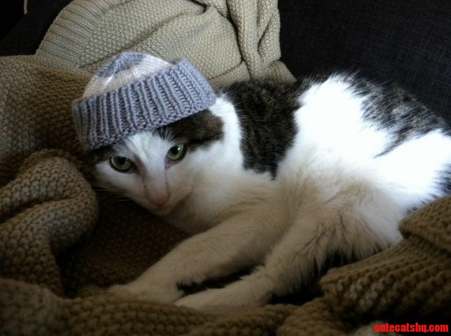 Jack in His Winter Cat Hat.