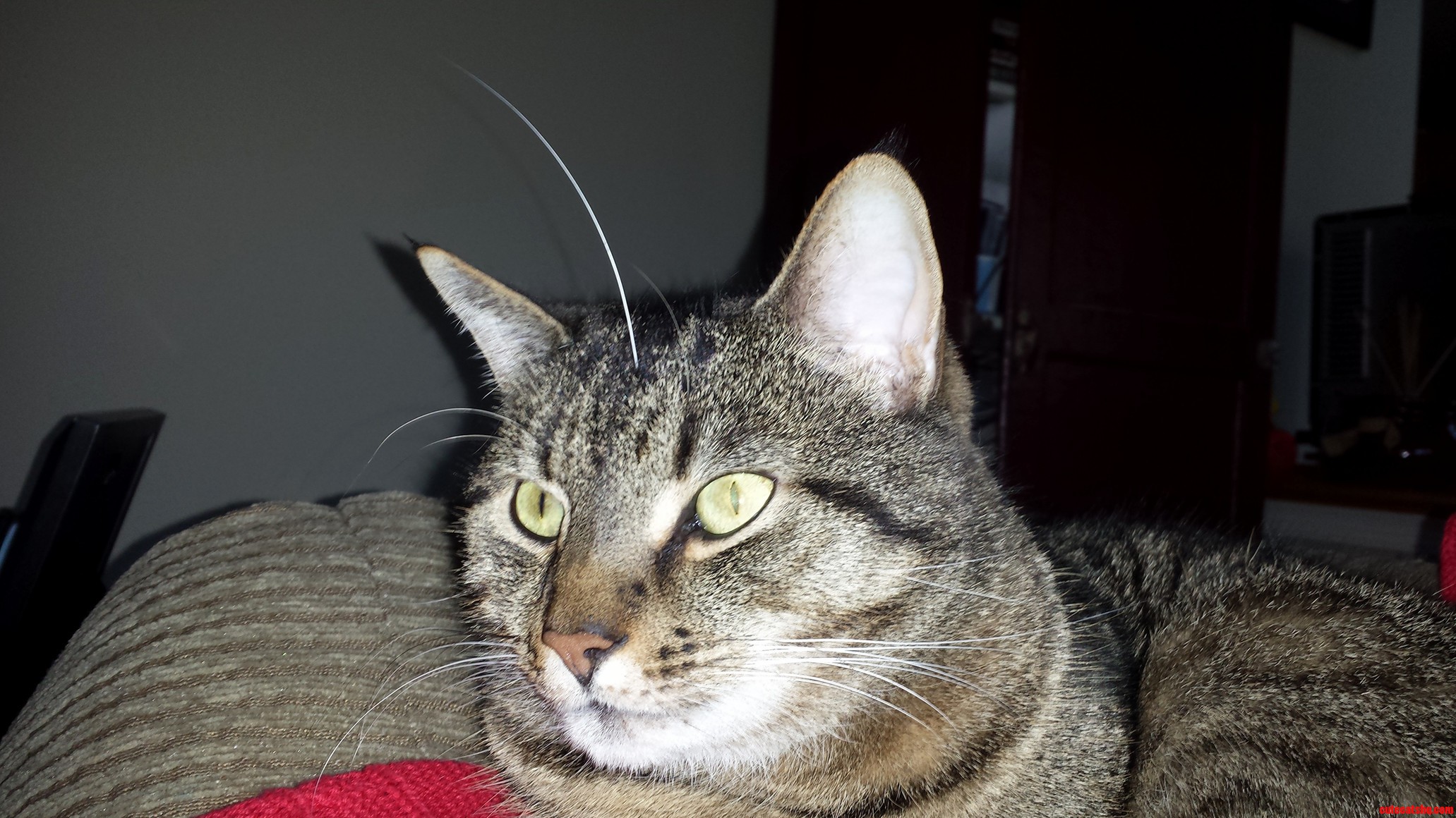 Jacks Whisker Fell Out. Hes Now a Unicorn.
