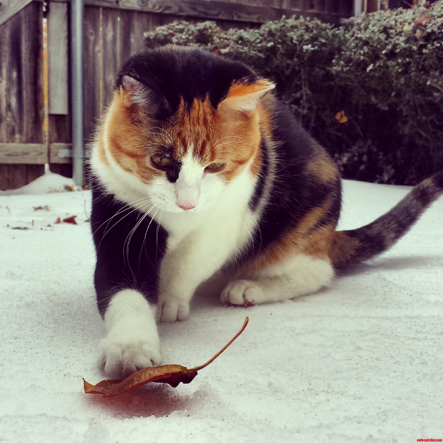 Jane Piddling with a Leaf in the Snow.