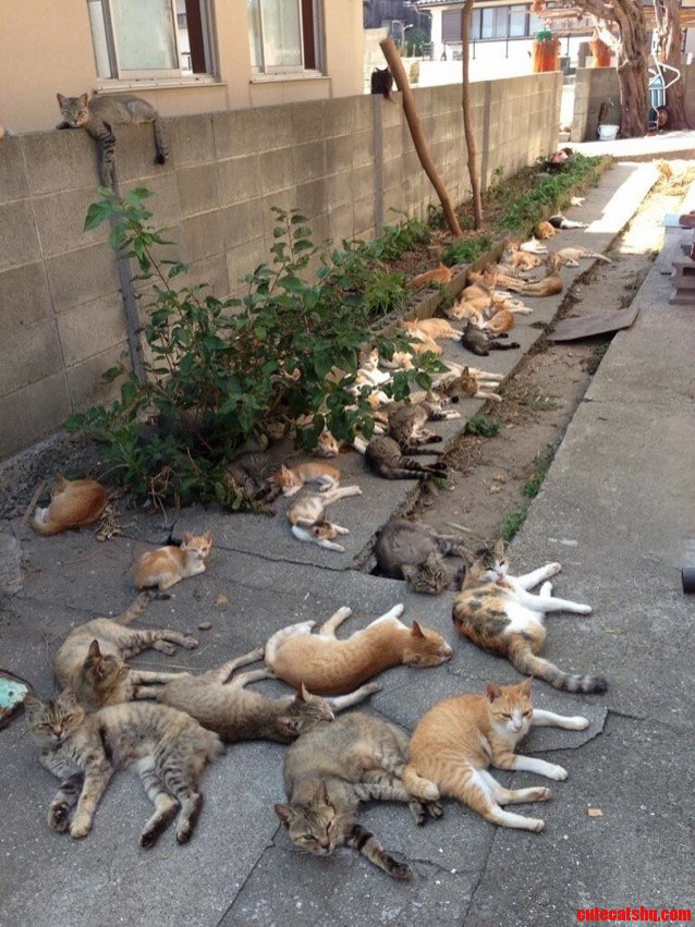 Japans Cat Island Xpost Rpics
