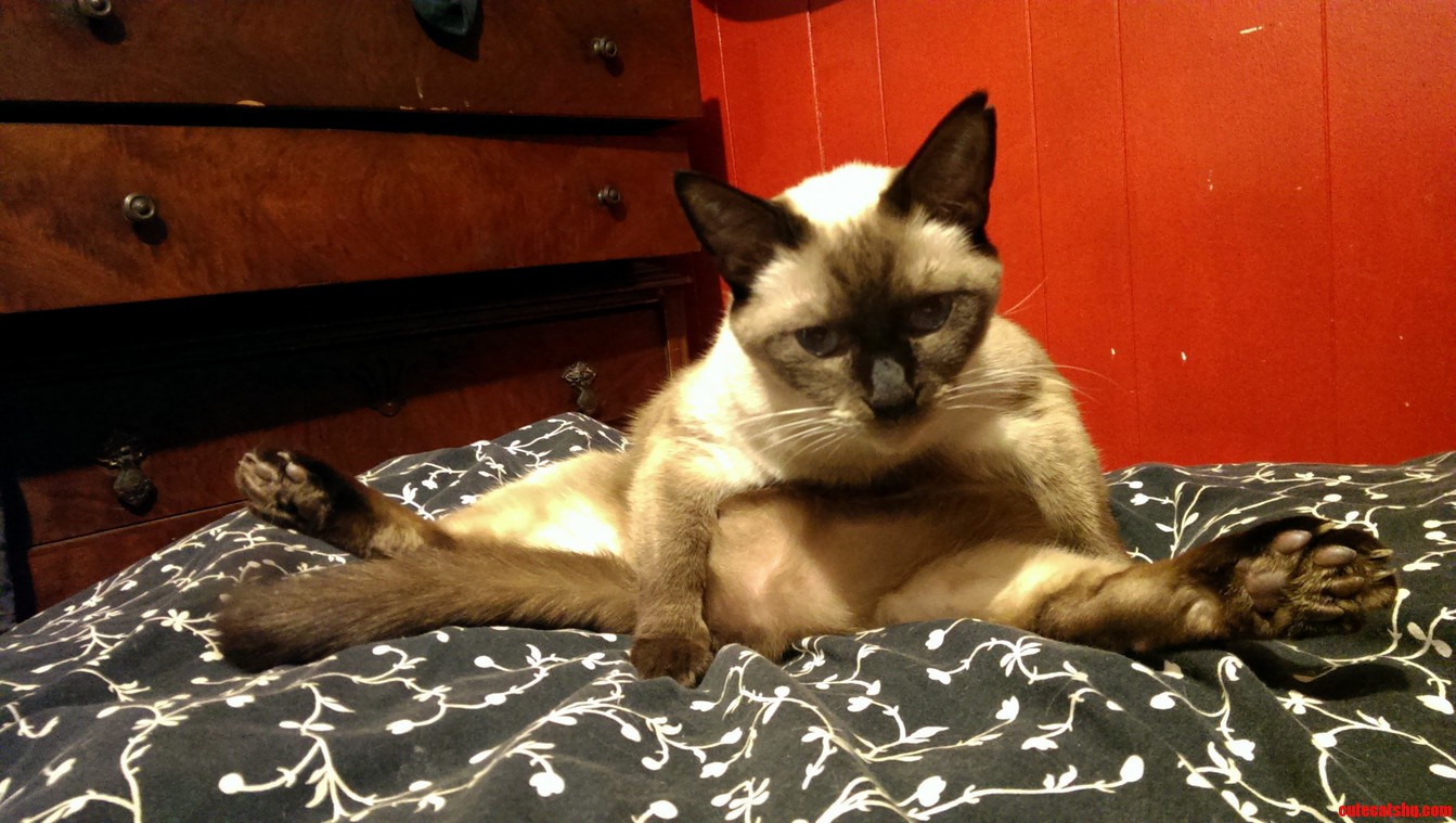 Jean Claude Van Cat