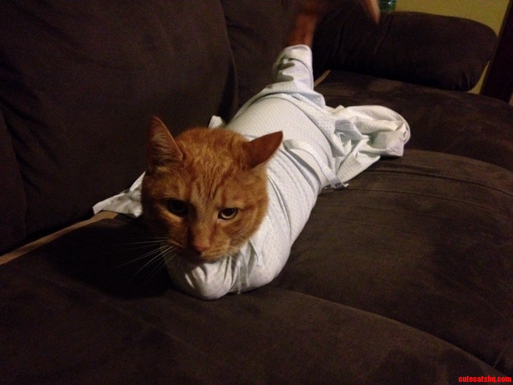 Joined Just to Share This Fat Cat. Meet Quin. He Likes When I Put Him in My Shirt Sleeves.