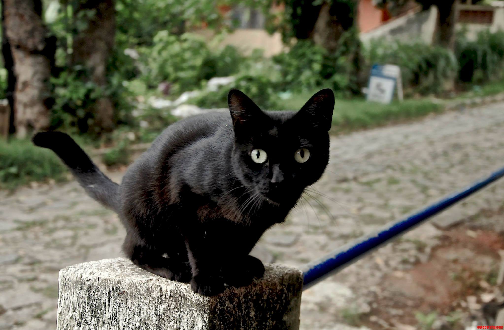 Just a Curious Brazilian Street Cat