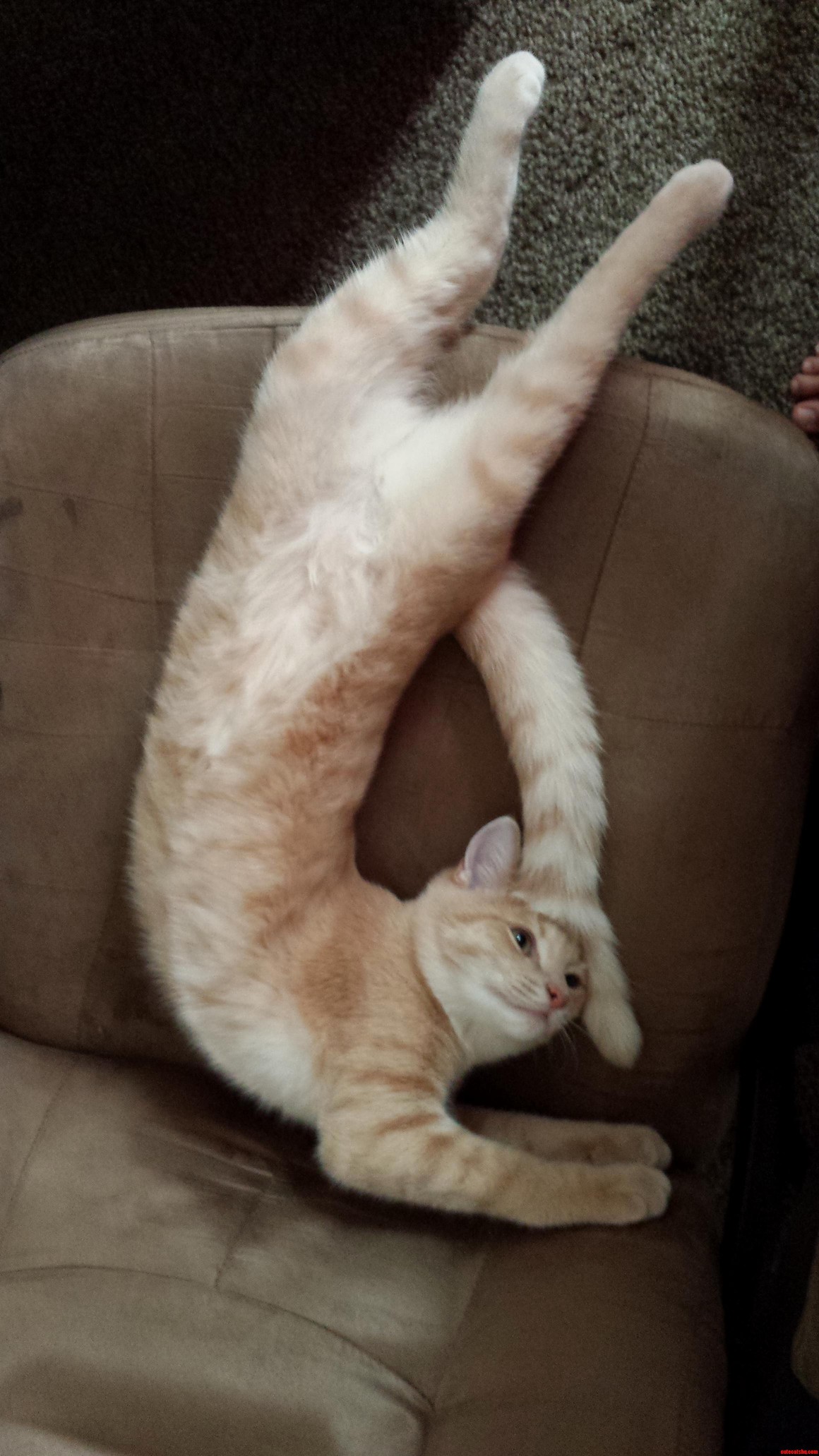 Just a Little Morning Stretch...
